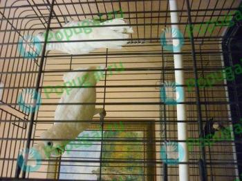 Продаются молодые соломоновы какаду Продаются молодые соломоновы какаду